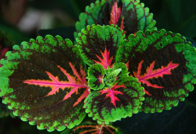 ПРИВЛАЧИ НОВАЦ И ШТИТИ ДОМ Ову биљку обавезно УНЕСИТЕ У КУЋУ ПРЕ ЂУРЂЕВДАНА