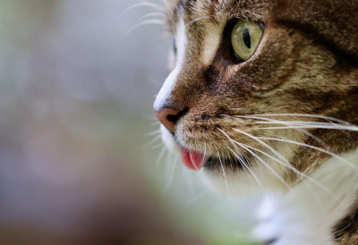 (ВИДЕО) МАЧАК “СНИМИО“ ПТИЦУ НА ГРАНИ, ПА ПОЧЕО ДА ЦВРКУЋЕ Френки је заслужено постао виралан