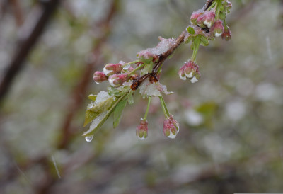 ЗИМА СЕ НЕ ПРЕДАЈЕ После кише, СТИЖЕ СНЕГ, ЕВО ГДЕ