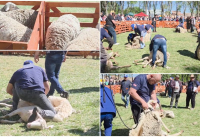 ФРИЗЕРИ УКРСТИЛИ КОПЉА У СЕНТИ Али нису дотеривали даме, него су стригали овце БЛЕЈАЊЕ ОДЈЕКИВАЛО ВАШАРИШТЕМ И НИЈЕ БИЛО НЕЗАДОВОЉНИХ ФРИЗУРАМА