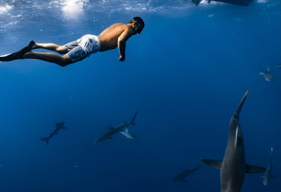(ВИДЕО) ПОДВОДНИ РИБОЛОВАЦ ОЧИ У ОЧИ С МОРСКОМ НЕМАНИ Ронио са супругом, па у даљини угледао велико пераје: АЈКУЛА ДУГАЧКА 7 МЕТАРА У ЈАДРАНСКОМ МОРУ