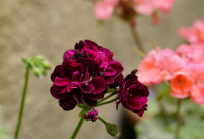 ЗА МУШКАТЛЕ ИЗ СНОВА довољно је да урадите само ЈЕДНУ СТВАР Пре изношења на терасу ОВО је кључан корак!