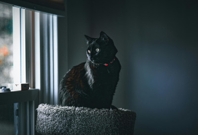 (ФОТО) УПОЗНАЈТЕ ЦРЊАНСКОГ, ЦРНУ МАЧКУ КОЈА СЕ ОДОМАЋИЛА У ДВОРИШТУ КИКИНДСКЕ ШКОЛЕ Црна лепотица није баш наклоњења мажењу и УГЛАВНОМ „ГЛЕДА СВОЈА ПОСЛА“