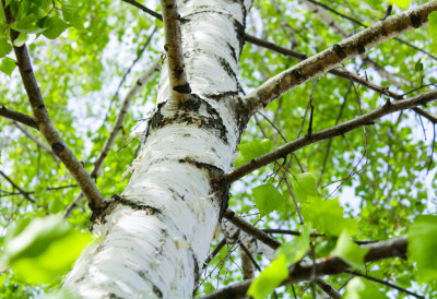 У градовима најкритичније! МУКЕ ЉУДИ АЛЕРГИЧНИХ НА ПОЛЕН ДРВЕЋА НАСТАВЉАЈУ СЕ И У АПРИЛУ Ево када се очекује УДАР амброзије
