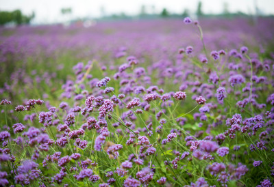 ЛАВАНДА ДОБИЈА ОЗБИЉНУ КОНКУРЕНЦИЈУ Засадите ову биљку и донесите боје у двориште ПРАВИ ЈЕ МАГНЕТ ЗА ПЧЕЛЕ И ЛЕПТИРЕ