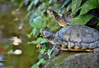 „САХРАНИО“ НАЈСТАРИЈУ ЖИВУ КОРЊАЧУ ЗБОГ КРИПТО ПРЕВАРЕ На друштвеним мрежама се представио као њен ВЕТЕРИНАР, па слагао да је „ВОЉЕНИ ЏОНАТАН МРТАВ“: Људи масовно уплаћивали новац!