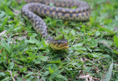 РУПЕ У ДВОРИШТУ МОГУ ДА ЗНАЧЕ ДА ИМАТЕ ЗМИЈАРНИК! Само овако можете да препознате да ли имате змије- Бели лук их тера