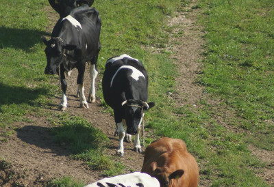 ДРЖАВА ОПРЕДЕЛИЛА 33 МИЛИОНА ДИНАРА ЗА ПОДСТИЦАЈЕ У СТОЧАРСТВУ За посебне подстицаје 300 милиона, а ево за шта се односе