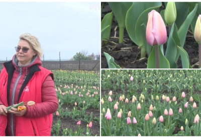 (ВИДЕО) ХОЛАНДСКЕ ЛЕПОТИЦЕ ЦВЕТАЈУ 15 КИЛОМЕТАРА ОД СОМБОРА НА ВЕЛИКОМ ПОЉУ Хилда Баги посадила 20.000 ЛАЛА! Овог викенда отвара врата свог ВАШАРА- Уз симболичан улаз можете их пазарити
