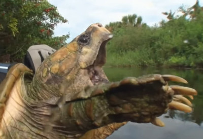 (ВИДЕО) НАЈОПАСНИЈА КОРЊАЧА НА СВЕТУ УОЧЕНА У РИМУ Грађани у паници- Има јак угриз, издато упозорење надлежних!