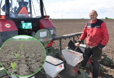 РАТАРИ У АП ВОЈВОДИНИ ЗАВРШАВАЈУ НАЈВАЖНИЈИ ПОСАО У ГОДИНИ Сунцокрет се сеје, кукуруз почео да ниче ПОЉОПРИВРЕДНИЦИ ОКРЕНУЛИ ЛЕЂА СОЈИ