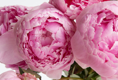 СВАКА БАШТА МОРА ДА ИМА ОВАЈ СРПСКИ ЦВЕТ КОЈИ СИМБОЛИЗУЈЕ ЖИВОТ Уз ове трикове ће вам цветати до касног лета!