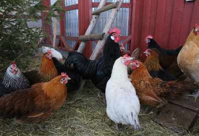 (ВИДЕО) ОД ИДЕЈЕ ДО 12.000 ЈАЈА МЕСЕЧНО Млади Немања направио успешан посао за годину и по дана