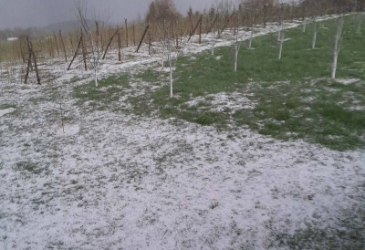 (ВИДЕО) НЕВРЕМЕ ПРАЋЕНО ГРАДОМ ПРОТУТЊАЛО ПРИЈЕПОЉЕМ И ОКОЛИНОМ Воћари се хватају за главу, пострадали малињаци