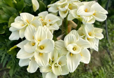 ОД ПЛАСТЕНИКА ДО БИДЕРМАЈЕРА Како породица Глигић из чачанског краја гаји кале које освајају тржиште