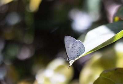 ЖЕЛИТЕ ЛЕПТИРЕ НА ТЕРАСИ? Ове три биљке посадите у мају да вам БАЛКОН ПРОЦВЕТА