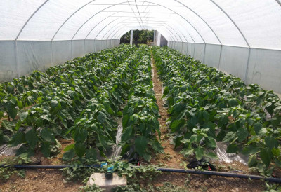 НА ПРАГУ ДЕВЕТЕ ДЕЦЕНИЈЕ АЛИ И ДАЉЕ У ПОСЛУ! Сади, бере и продаје као у најбољим годинама  Сталне муштерије му дају снагу да настави