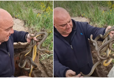 ЗМИЈОЛОВАЦ УВЕЛИКО У АКЦИЈИ Лепи дани су на сунце измамили и змије, те будите опрезни у шетњи природом СПЕЦИФИЧАН УЈЕД НАЈОПАСНИЈЕ ОТРОВНИЦЕ У СРБИЈИ (ВИДЕО)