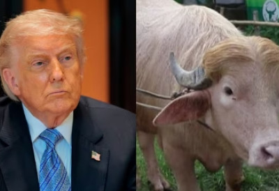 БИВО „ДОНАЛД ТРАМП” ИЗБЕГАО КЛАЊЕ У ПОСЛЕДЊЕМ ТРЕНУТКУ – ИНТЕРВЕНИСАЛА ВЛАДА! Спасла га вирална популарност, сад ужива у слави у зоо-врту