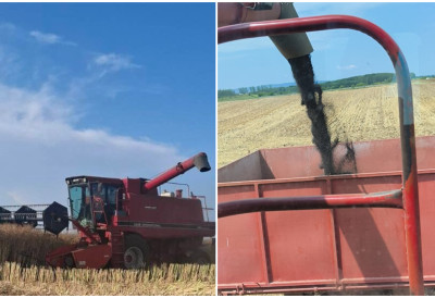 KRENULA ŽETVA ULjANE REPICE NA VOJVOĐANSKIM POLjIMA Dobar rod, a zarada loša CENA SVAKOG DANA SVE NIŽA