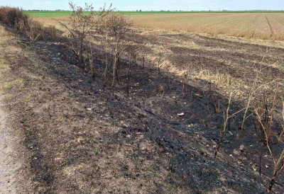 УЖАС, УНИШТЕН ВЕТРОЗАШТИТНИ ПОЈАС У ДУЖИНИ ОД СКОРО ДВА КИЛОМЕТРА Непроцењива штета на путу Кикинда - Банатска Топола