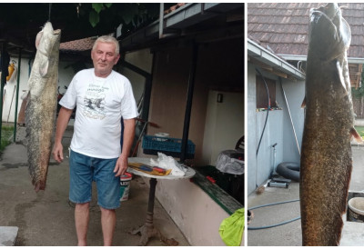 (FOTO) DRAMA JE TRAJALA DVA SATA! Dragan upecao soma kapitalca od 17,5 kilograma, ovakvi primerci retko se viđaju u ovom delu Morave