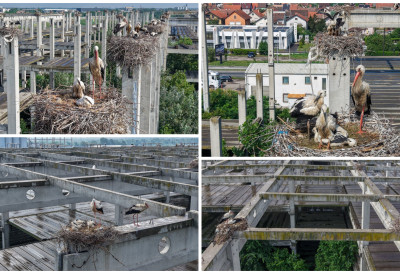 FENOMEN KOD NOVOG SADA ODUŠEVLjAVA I NAUKU I PRIRODNjAKA! Kolonija belih roda broji 75 gnezda i spada među najveće u Evropi