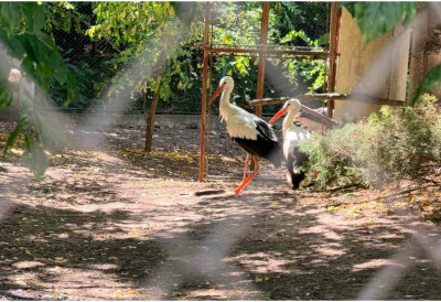 (FOTO, VIDEO) Pionirski poduhvat srpskih stručnjaka: Četiri mlade rode dobile proteze umesto amputiranih nogu!