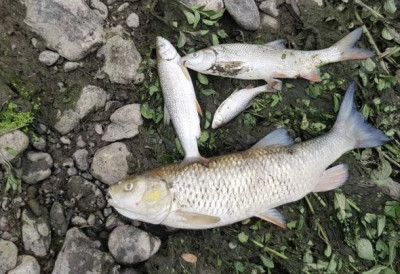 STRADALE I DIVLjE PATKE Mrtve ribe plutaju po Ibru kod Rožaja EKOLOŠKI AKTIVISTI NA NOGAMA, ŠTETA JE OGROMNA