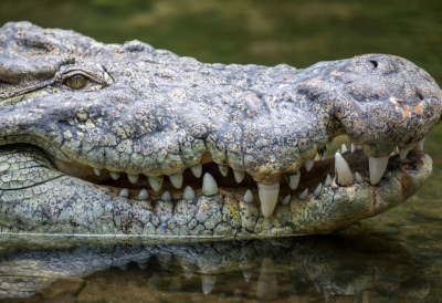 KOMPANIJA SE IZVINILA NAKON ŠOKANTNOG SLOGANA: „Ugrabite ponude brže nego krokodil dete“