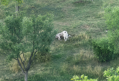 (UZNEMIRUJUĆ SNIMAK) Čopor pasa lutalica ušao u tor i RASTRGAO JAGNjE Krvavi pir kod Novog Pazara: MEŠTANI STRAHUJU ZA DECU jer su blizini nalazi i škola