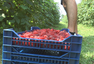 MALINARI PRELOMILI Evo da li izlaze na ulice zbog otkupne cene: "NIJE REALNO 400 DINARA"