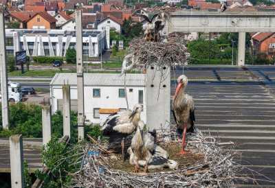 NOVOSADSKE RODE OBORILE NOVI REKORD! Posle velikog priznanja, od sada će „leteti“ i na poštanskim markama