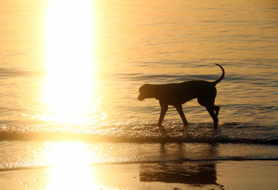 KRZNO ŠTITI OD SUNCA, ALI... Psi sa malo dlake ili svetlom kožom mogu da izgore, opekotine izuzetno opasne po kućne ljubimce HITNO SE OGLASILI VETERINARI
