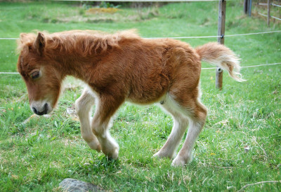 (FOTO) PONI MILE ŽIVI NA 4. SPRATU ZGRADE U ROVINjU Preživeo sepsu, operaciju i strašne bolove SADA OSVAJA SRCA GDE GOD SE POJAVI