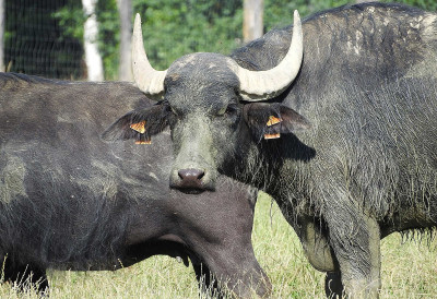 ZASTRAŠUJUĆI NAPAD U PARKU Bizon od 900 kilograma teško povredio 12-godišnjeg dečaka