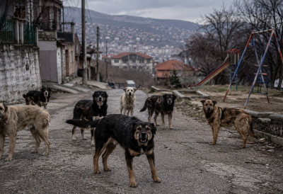 „NE SMEM DECU DA PUSTIM NAPOLjE“ Žena jedva izbegla napad čopora pasa, meštani traže hitnu reakciju