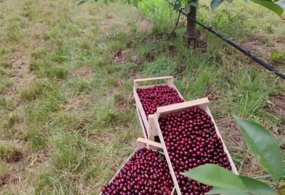 Вишње које спашавају животе стижу у Нови Сад:  Хуманитарна акција за дечију болницу – сваки килограм за бољу будућност беба
