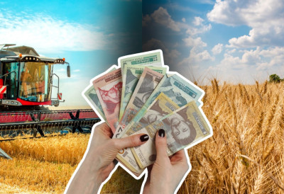 Ратарима требају бескаматни кредити због јефтине пшенице; У Задружном савезу Војводине сматрају да килограм треба да кошта 27 динара с ПДВ