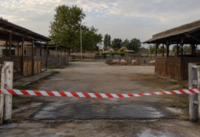 ОТКАЗАН РУМСКИ ВАШАР Афричка куга свиња зауставила једну од најстаријих манифестација у Срему
