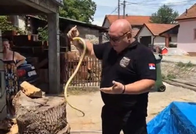 (ВИДЕО) УЈЕЛА ГА ЗМИЈА Ни најпознатији змијоловац у Србији није имун на уједе отровница ЕВО ШТА МУ СЕ ДОГОДИЛО