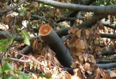 ТРАГЕДИЈА У ШУМИ КОД ИВАЊИЦЕ Син пронашао оца мртвог испод обореног дрвета