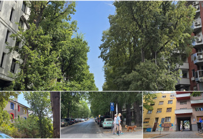 (ФОТО) СПОМЕНИК ПРИРОДЕ КОЈИ ЈОШ ЧЕКА НА ЗВАНИЧНУ ТИТУЛУ – Радничка улица (Нови Сад)
