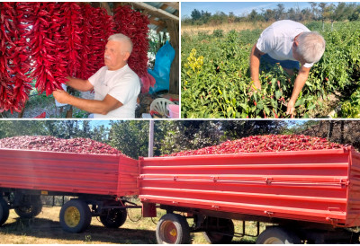 АЛЕВА ПАПРИКА ИЗ НОВОГ КНЕЖЕВЦА ОСВАЈА СВЕТ 100 грама кошта 400 динара, а купци не питају за цену, Немци најзаинтересованији ЕВО КАКО СЕ ПОСТИЖЕ РОД ОД ШЕСТ ТОНА ПО ЈУТРУ