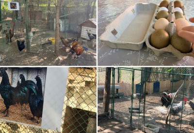 (ФОТО, ВИДЕО) КОКОШКЕ КОЈЕ ПЕВАЈУ И НОСЕ ЗЕЛЕНА ЈАЈА: Ове необичне птице коштају и до 2.500 евра, а један петао продат за невероватних 5.500