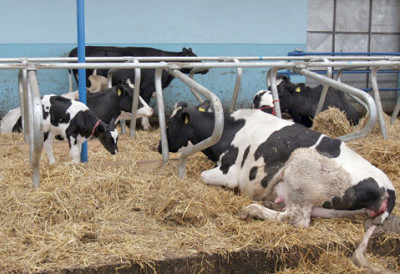НОВИ СИСТЕМ ОДРЖИВЕ ПОЉОПРИВРЕДЕ ПОЧИЊЕ У СРБИЈИ Ево шта произвођачи млека треба да знају о новим мерама и подстицајима