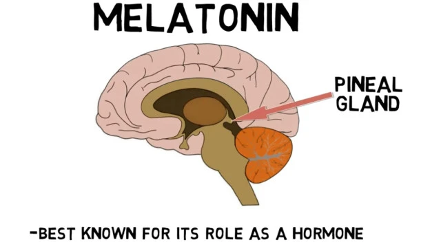 НЕ ПАНИЧИТЕ АЛИ ИПАК ОПРЕЗ Мелатонин који многи користе као помоћ за спавање повезан са срчаним проблемима НОВЕ СТУДИЈЕ УПОЗОРАВАЈУ