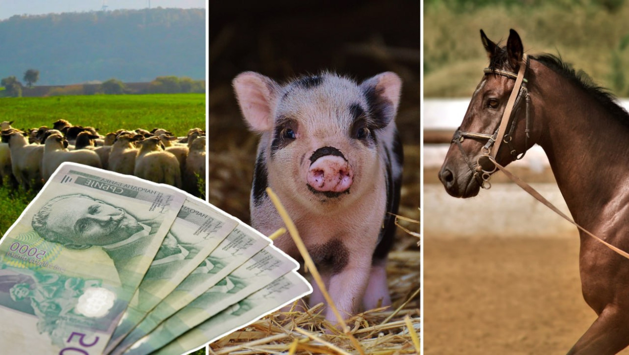 СТИЖУ ПОДСТИЦАЈИ ЗА ОЧУВАЊЕ АУТОХТОНИХ РАСА ДОМАЋИХ ЖИВОТИЊА Ево ко све може да конкурише и за који износ ОВО ЈЕ ДЕТАЉАН СПИСАК