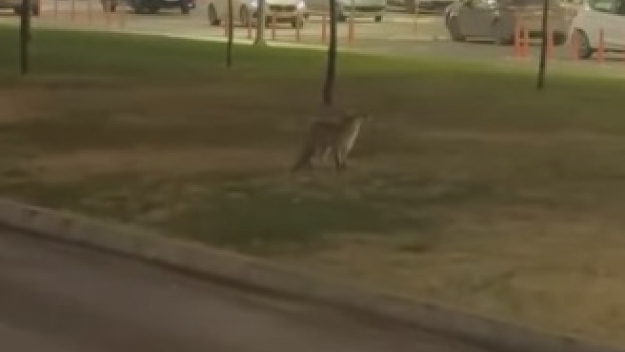 (ВИДЕО) ЛИСИЦА ШЕТА ПОРЕД "ПРОМЕНАДЕ" Снимак који је запалио Нови Сад: ДА ЛИ БИСТЕ СЕ УПЛАШИЛИ ЛИЈЕ?