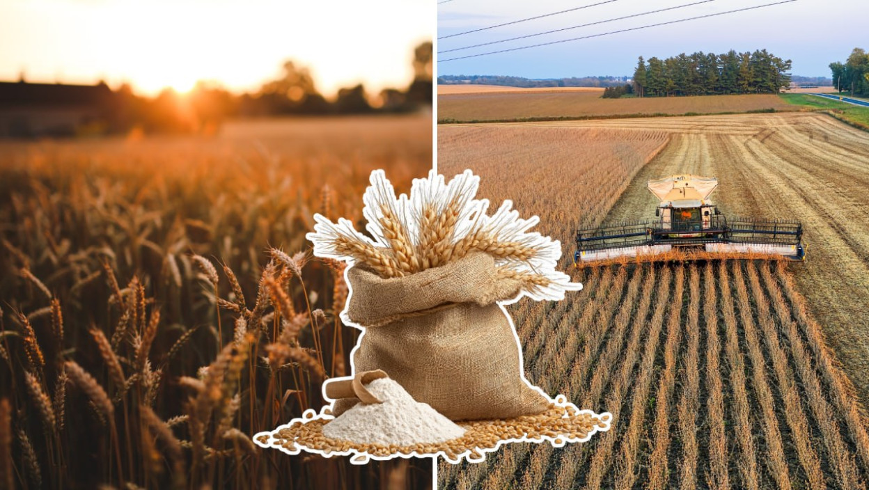 ХЛЕБНО ЖИТО С НАШИХ ПОЉА НИЈЕ УВЕК ДОБРОГ КВАЛИТЕТА Пшеница нам завршава и као сточна храна